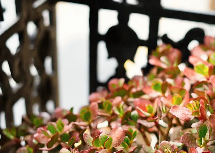 Okako * 圣塞瓦斯蒂安